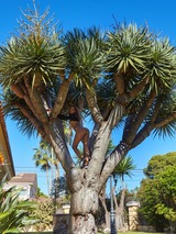 Palm Tree 08